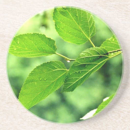 「雨葉滴付き夏のコースター コースター (正面)