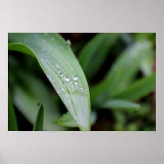 雨除け草の葉 ポスター