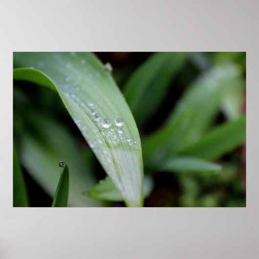雨除け草の葉 ポスター (正面)