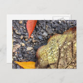 雨離れの葉書 ポストカード (正面/裏面)