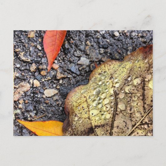 雨離れの葉書 ポストカード (正面)