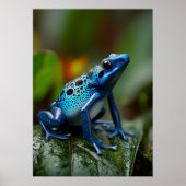 雨鮮やかの森の青い毒ダーツカエル ポスター (正面)