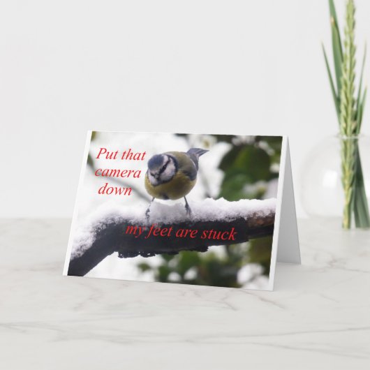 雪おもしろい鳥 カード (正面)