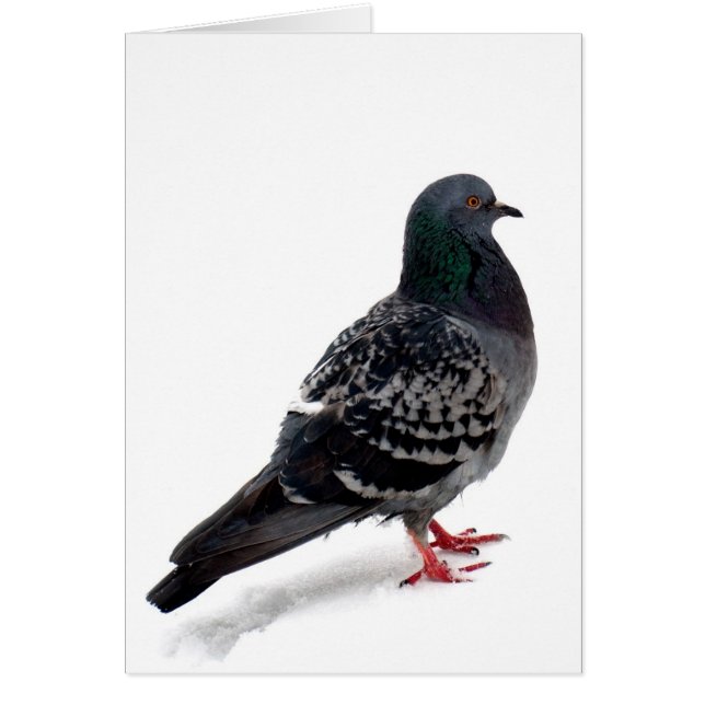 雪およびハト (正面)