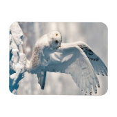 雪から飛び降るフクロウ マグネット (横)
