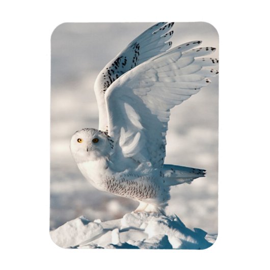 雪から飛び降るフクロウ マグネット (縦)