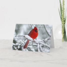 雪かわいらしカードの赤い（鳥）ショウジョウコウカンチョウ カード