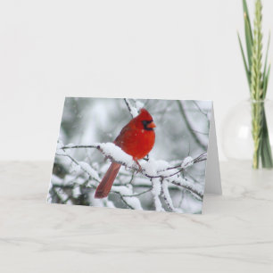 雪かわいらしカードの赤い(鳥)ショウジョウコウカンチョウ カード