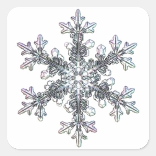 雪かわいらし独身の片 スクエアシール (正面)
