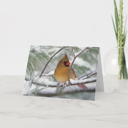 雪が多い松の木のメスの北の(鳥)ショウジョウコウカンチョウ、 カード (正面)