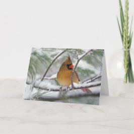 雪が多い松の木のメスの北の（鳥）ショウジョウコウカンチョウ、 カード