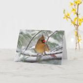 雪が多い松の木のメスの北の(鳥)ショウジョウコウカンチョウ、 カード (黄色い花)