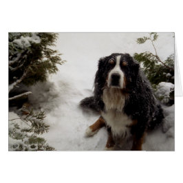 雪が大好きバックミンスター