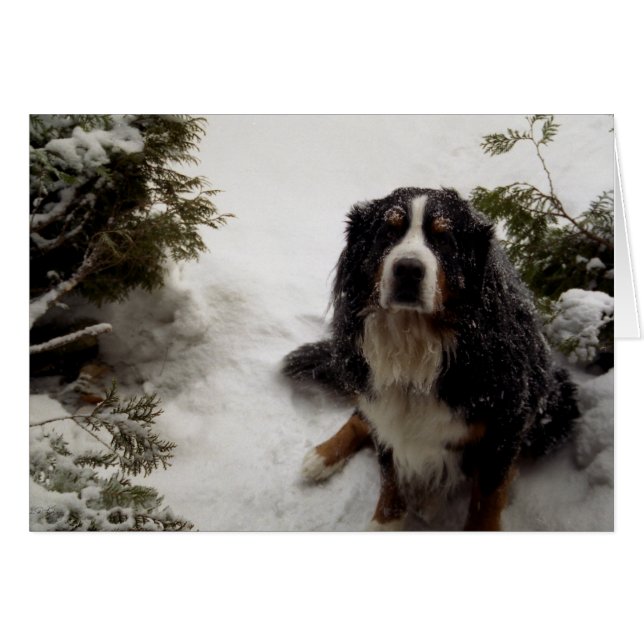 雪が大好きバックミンスター (正面横)