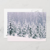 雪が松の木を覆った ポストカード (正面/裏面)