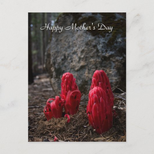 雪が母の日を彩る ポストカード (正面)