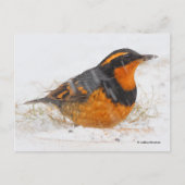 雪が降り注ぐ美しい多彩なツグミの鳴鳥 ポストカード (正面)