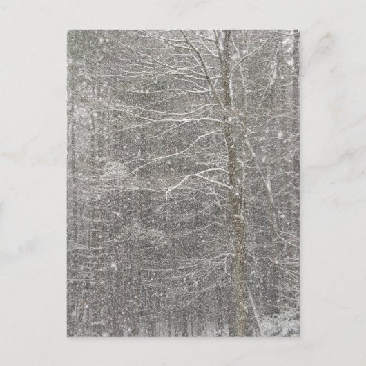 雪が降ること ポストカード (正面)