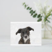 雪すごいの可愛い犬。 ポストカード (スタンド正面)