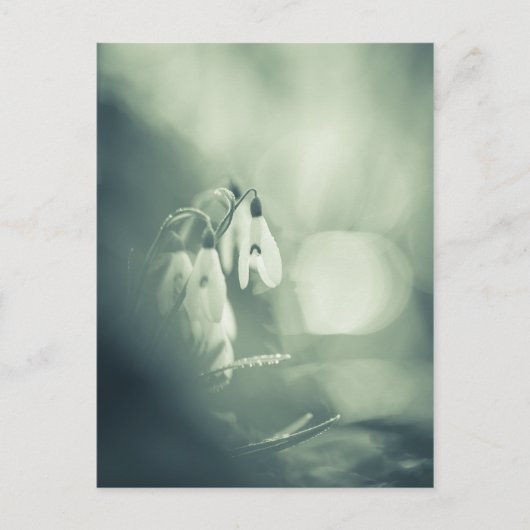 雪だるま自然写真はがき ポストカード (正面)