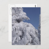 雪で固まった針葉樹 ポストカード (正面/裏面)