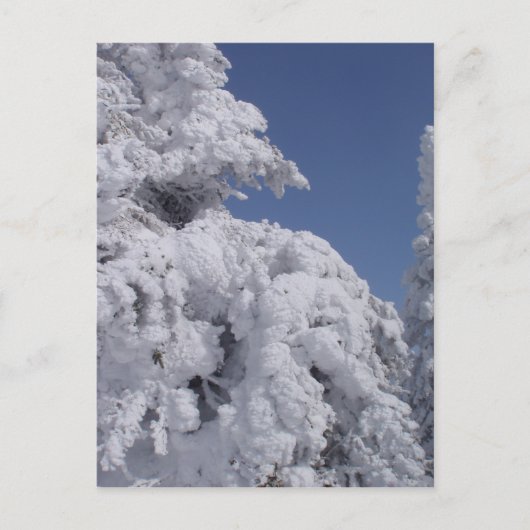雪で固まった針葉樹 ポストカード (正面)