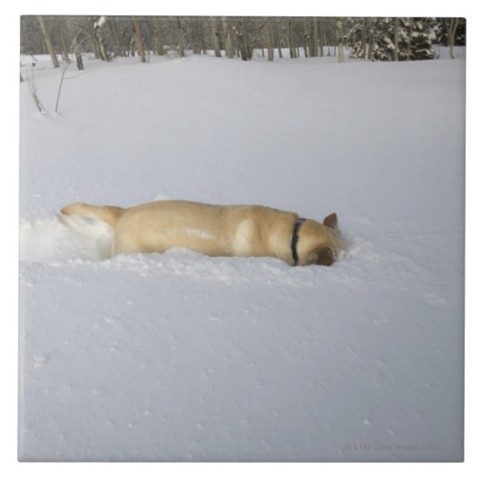 雪で掘り進んでいる犬 タイル (正面)