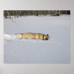 雪で掘り進んでいる犬 ポスター