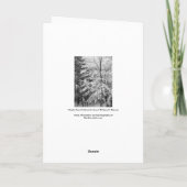 雪で縁取られた楓 シーズンカード (裏面)