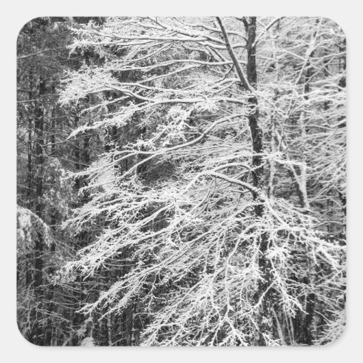 雪で縁取られた楓 スクエアシール (正面)