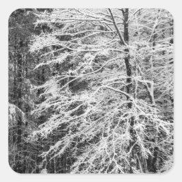 雪で縁取られた楓 スクエアシール