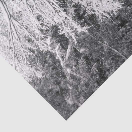 雪で縁取られた楓 薄葉紙 (詳細)