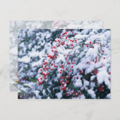 雪で覆われたヒイラギの果実-休日の郵便はがき シーズンポストカード (正面/裏面)