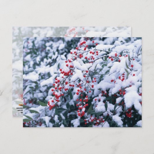 雪で覆われたヒイラギの果実-休日の郵便はがき シーズンポストカード (正面/裏面)