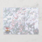 雪で覆われたヒイラギの果実-休日の郵便はがき シーズンポストカード (裏面)