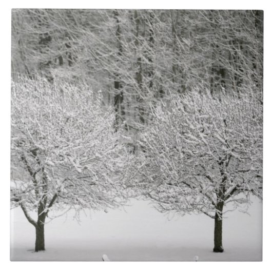 雪で覆われた景色 タイル (正面)