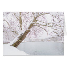 雪で覆われた木は池を包含します