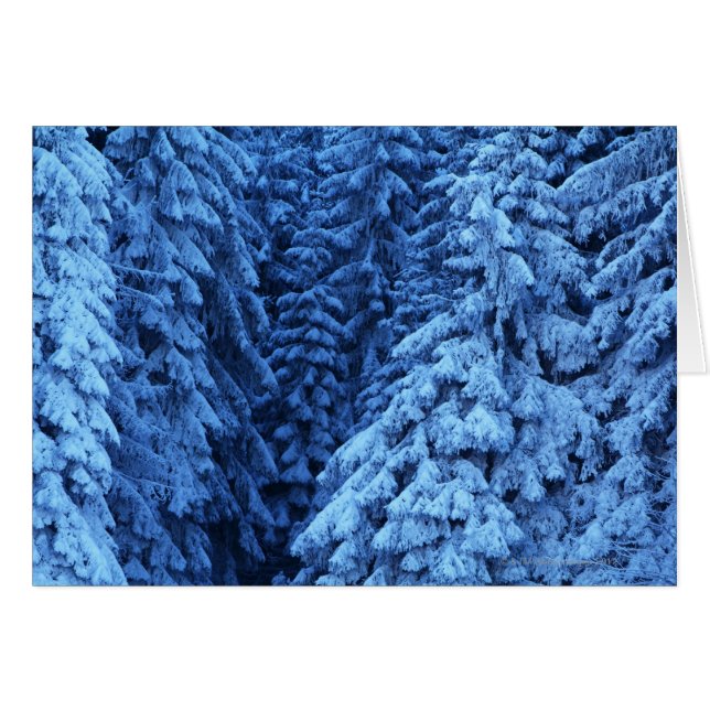 雪で覆われた木 (正面横)