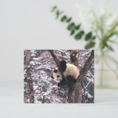 雪で覆われる木で遊んでいるパンダの幼いこども ポストカード (スタンド正面)