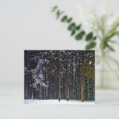 雪と松の森 – キプロス ポストカード (スタンド正面)