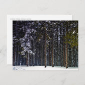 雪と松の森 – キプロス ポストカード (正面/裏面)