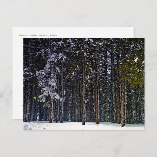 雪と松の森 – キプロス ポストカード (正面/裏面)