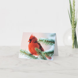 雪によって塵を払われるもみの（鳥）ショウジョウコウカンチョウ シーズンカード