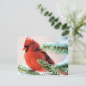 雪によって塵を払われるもみの(鳥)ショウジョウコウカンチョウ 招待状 (スタンド正面)