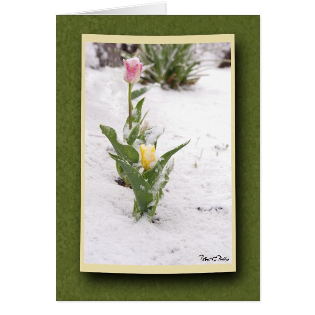 雪によって振りかけられるピンクおよび黄色いチューリップ (正面)