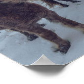 雪にアイスランドの馬 |アイスランドの写真 ポスター (角)