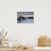 雪にアイスランドの馬 |アイスランドの写真 ポスター (キッチン)