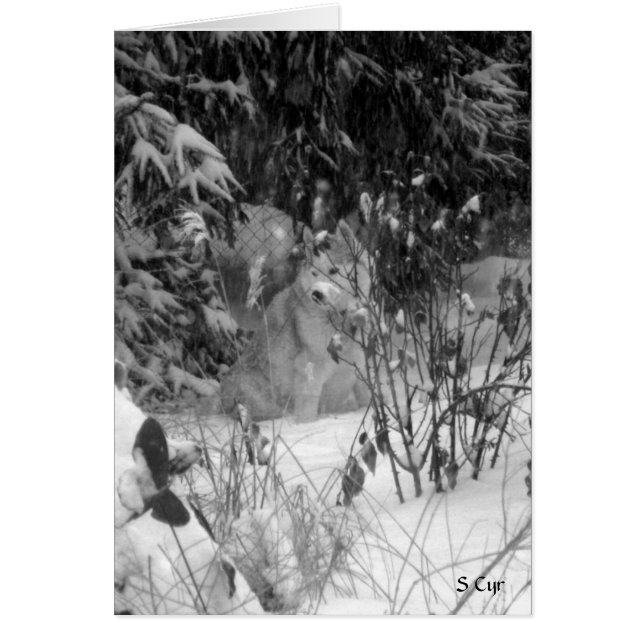 雪に対して、S Cyr (正面)