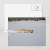雪に穴を掘る犬 ポストカード (正面/裏面)