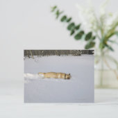 雪に穴を掘る犬 ポストカード (スタンド正面)